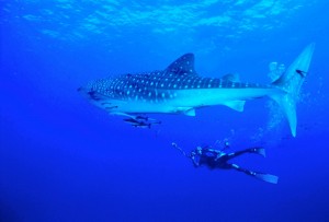 whale shark 3_2