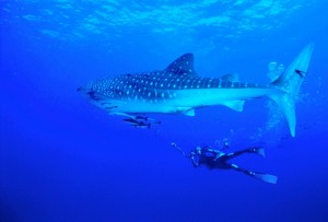 whale shark 3_2