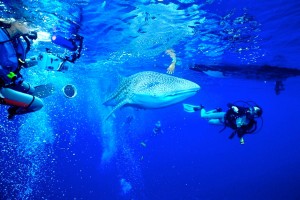 whale shark snorkelers_2