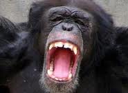 chimp angry