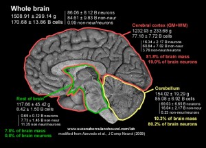 brain cells number